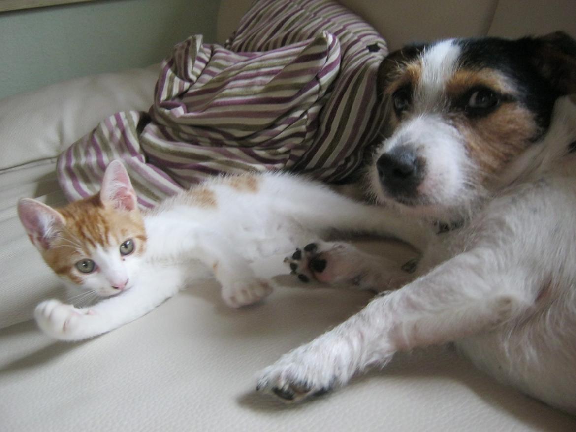 Jack russell terrier Trunte - Trunte sammen med sin bedste ven Pedersen billede 13