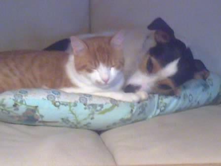 Jack russell terrier Trunte - Trunte sammen med Pedersen billede 14