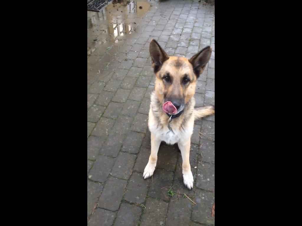 Schæferhund Zaco billede 8