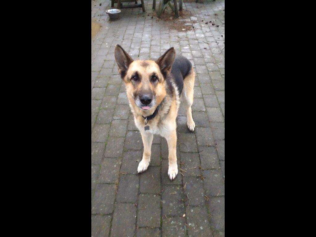 Schæferhund Zaco billede 9