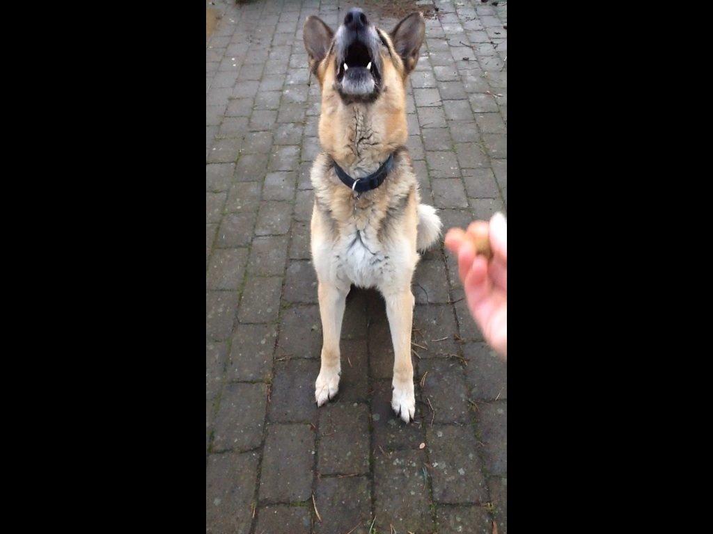 Schæferhund Zaco billede 10