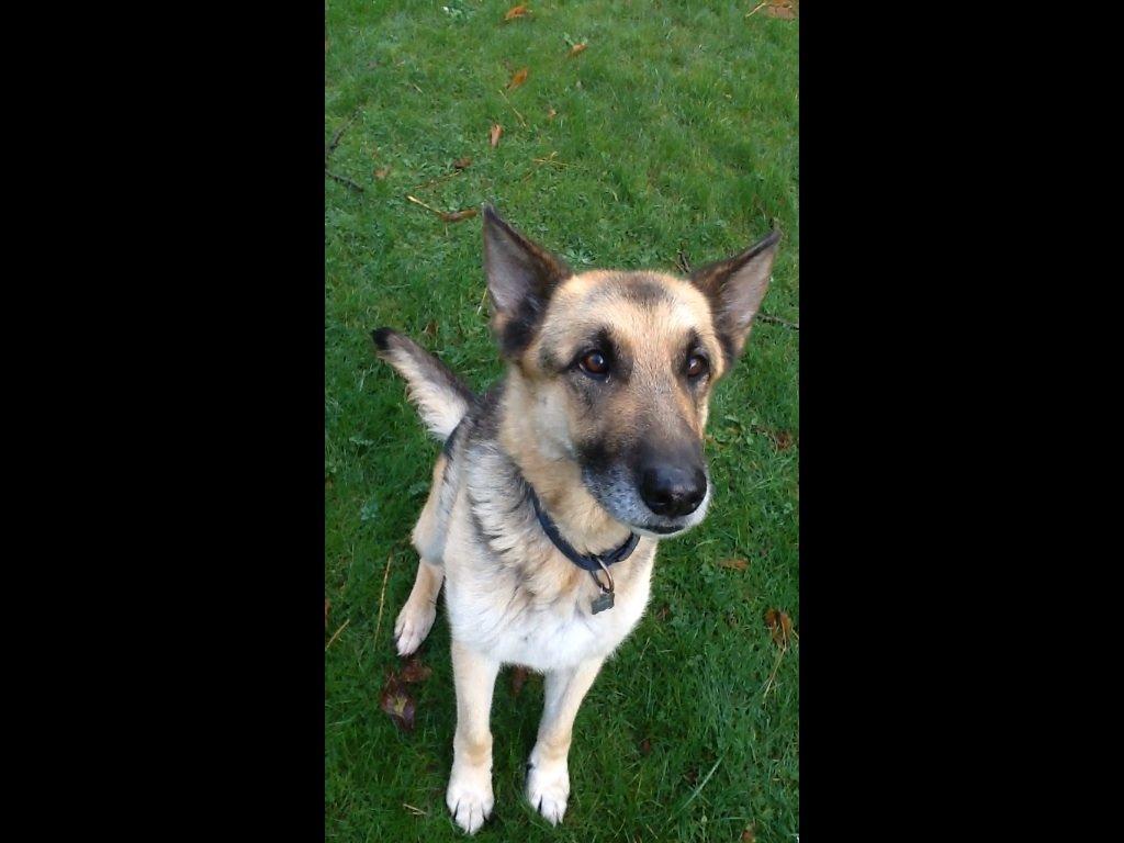 Schæferhund Zaco billede 11