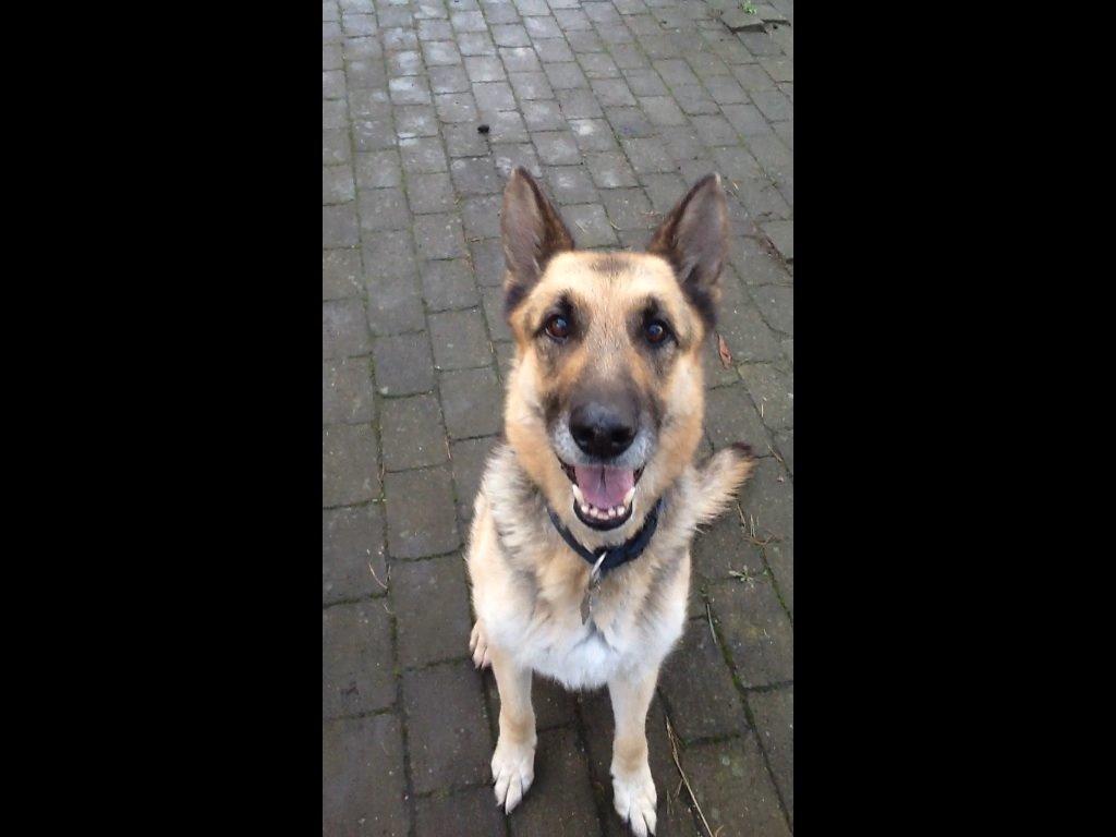 Schæferhund Zaco billede 12