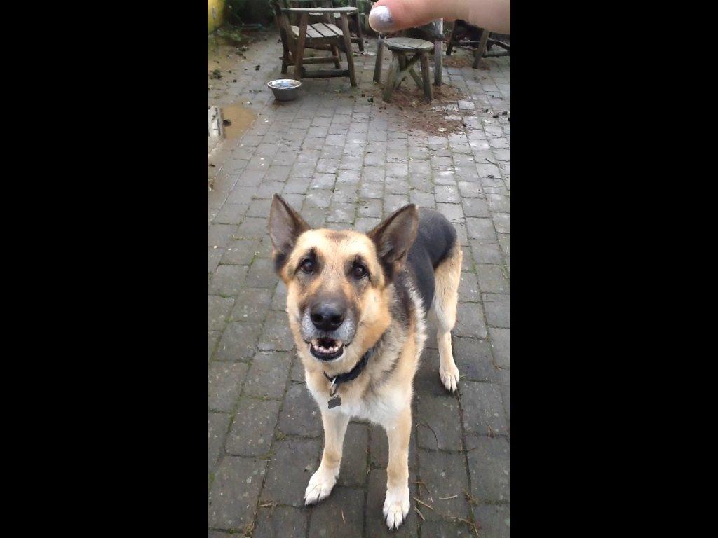 Schæferhund Zaco billede 13