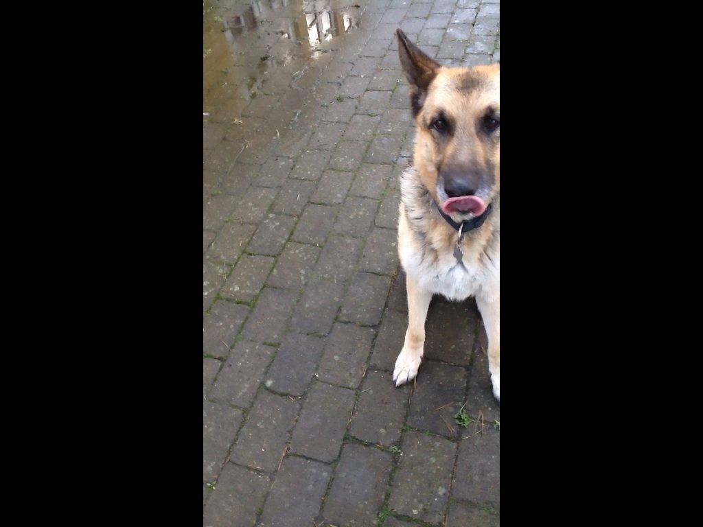 Schæferhund Zaco billede 14