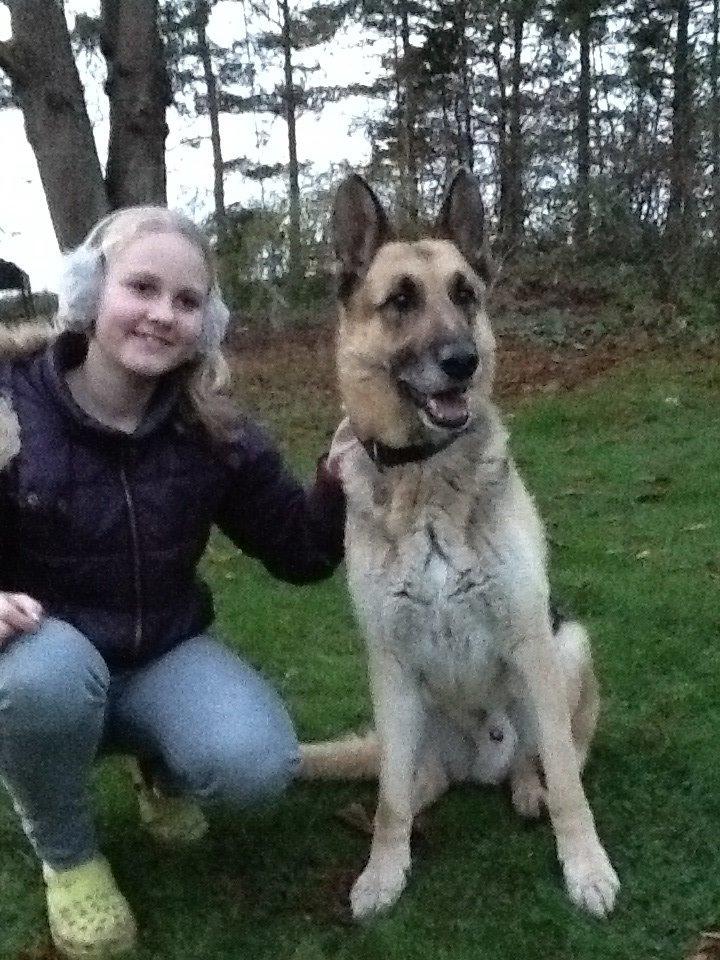 Schæferhund Zaco billede 15