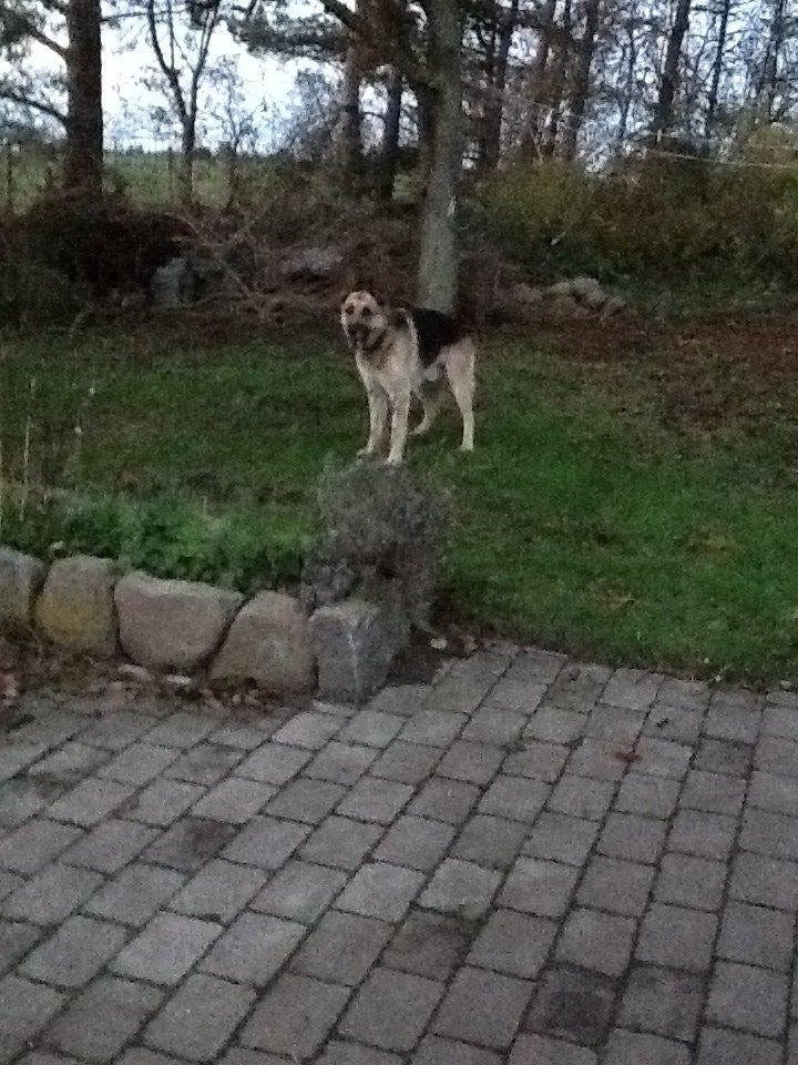 Schæferhund Zaco billede 16