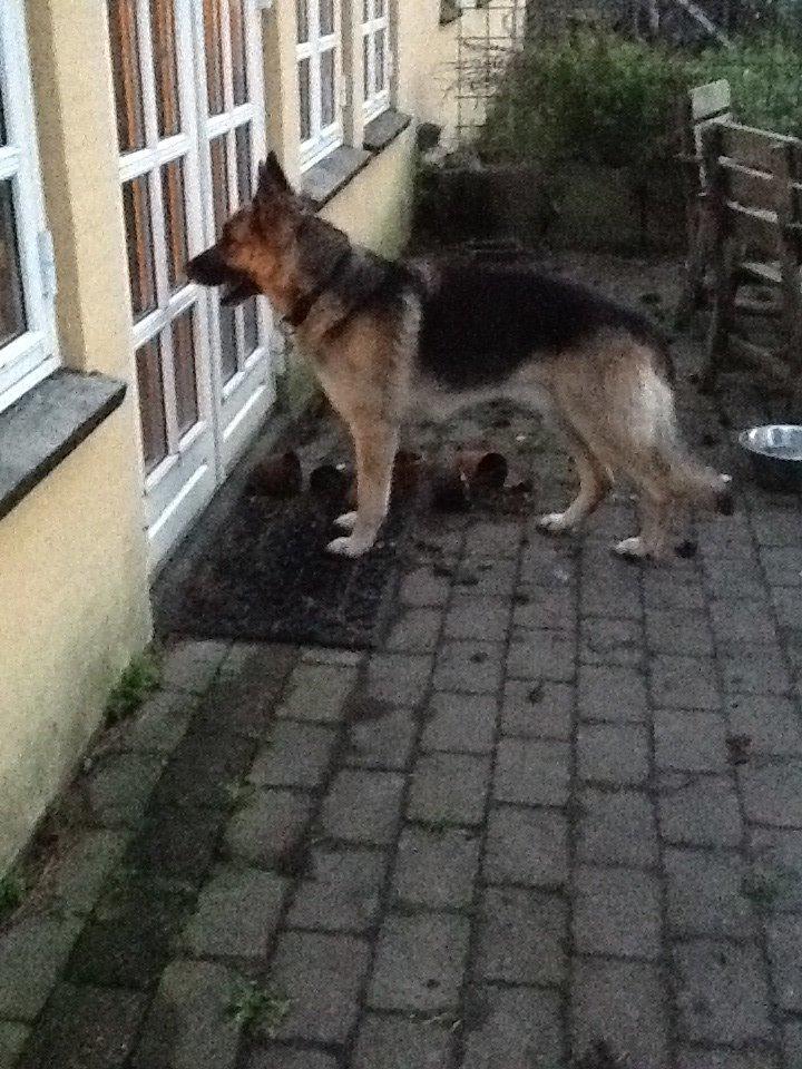 Schæferhund Zaco billede 17