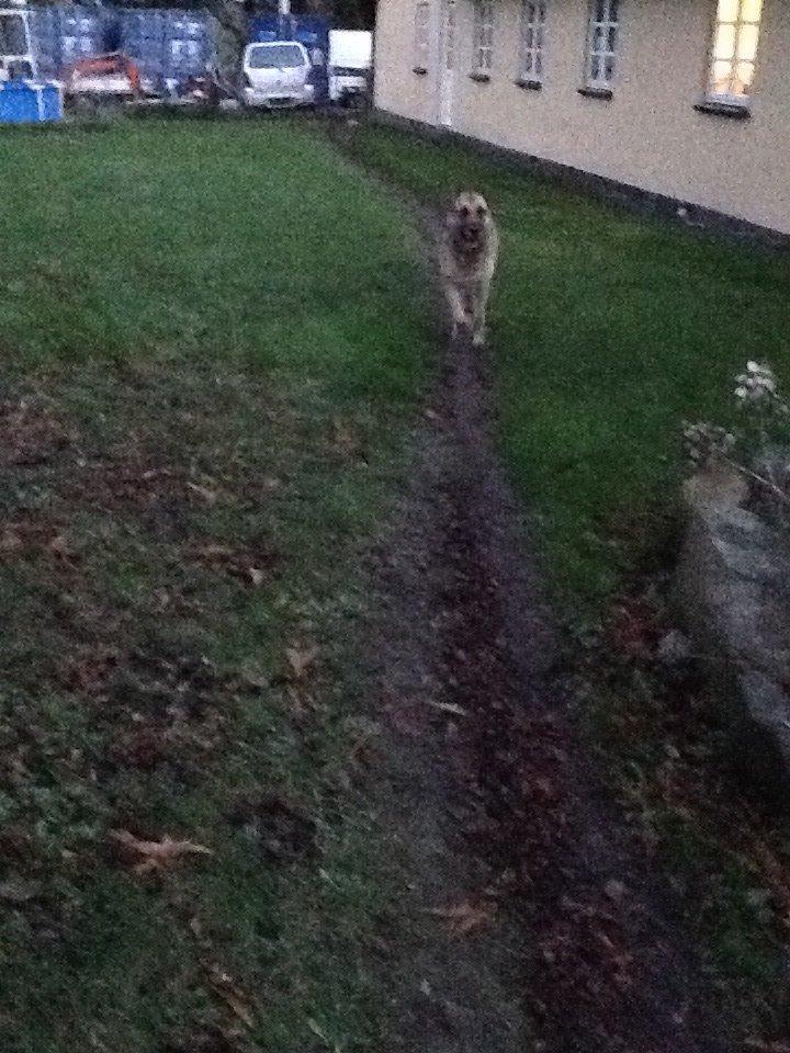 Schæferhund Zaco billede 18