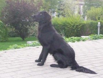 Flat coated retriever Billie Jean (Billie) billede 30