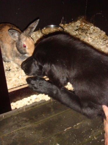 Flat coated retriever Billie Jean (Billie) billede 31