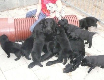 Flat coated retriever Billie Jean (Billie) billede 32