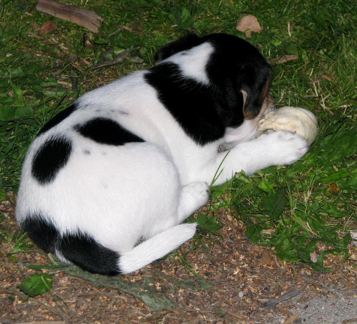 Dansk svensk gaardhund Kvik - Da han var hvalp billede 15