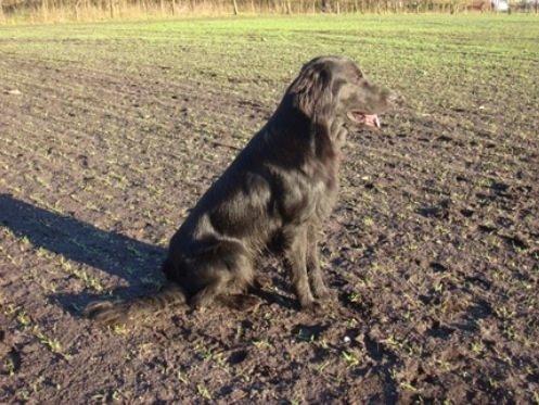 Flat coated retriever Strike billede 12