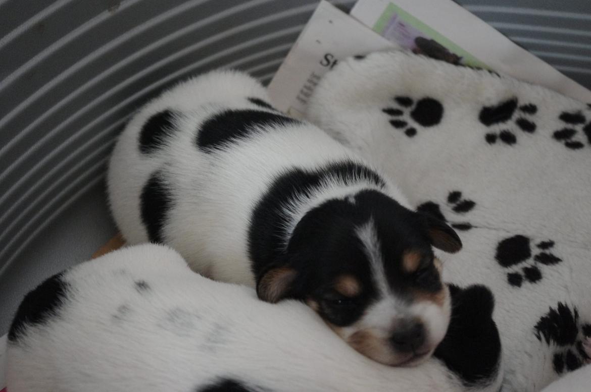 Dansk svensk gaardhund Kvik billede 16