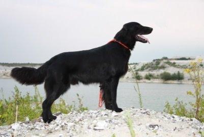 Flat coated retriever Strike billede 13
