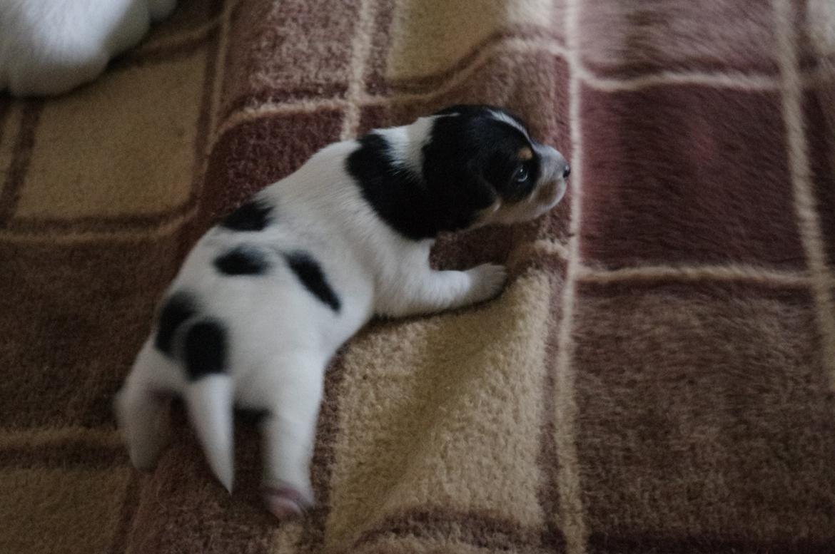 Dansk svensk gaardhund Kvik billede 17