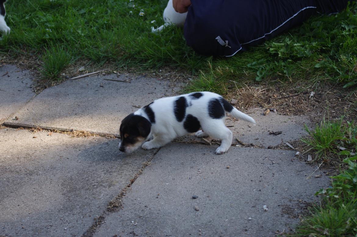 Dansk svensk gaardhund Kvik billede 18