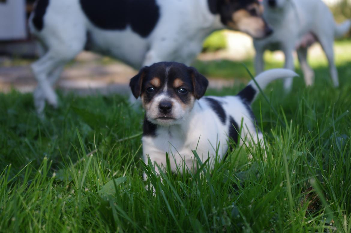 Dansk svensk gaardhund Kvik billede 19