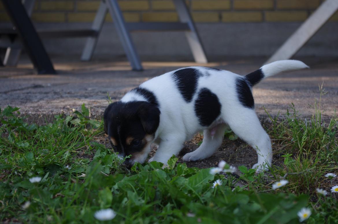 Dansk svensk gaardhund Kvik billede 20