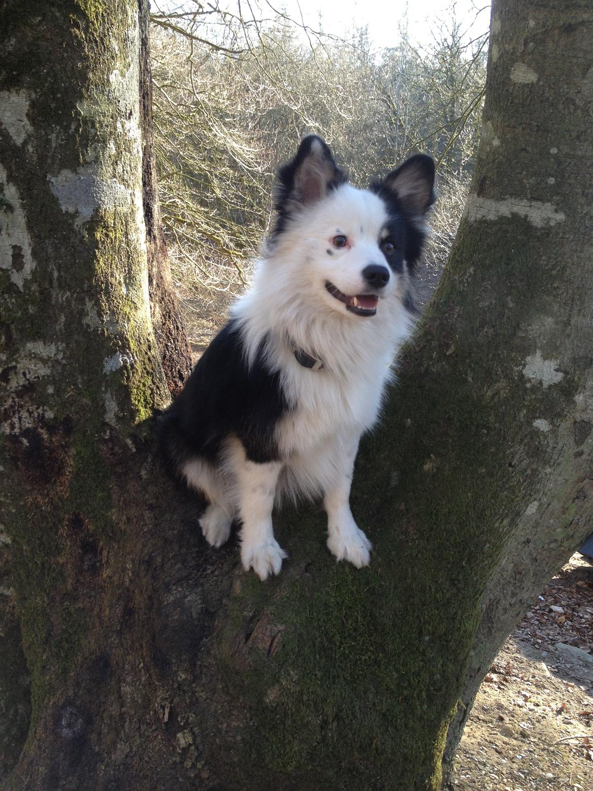 Islandsk fårehund Joey billede 19