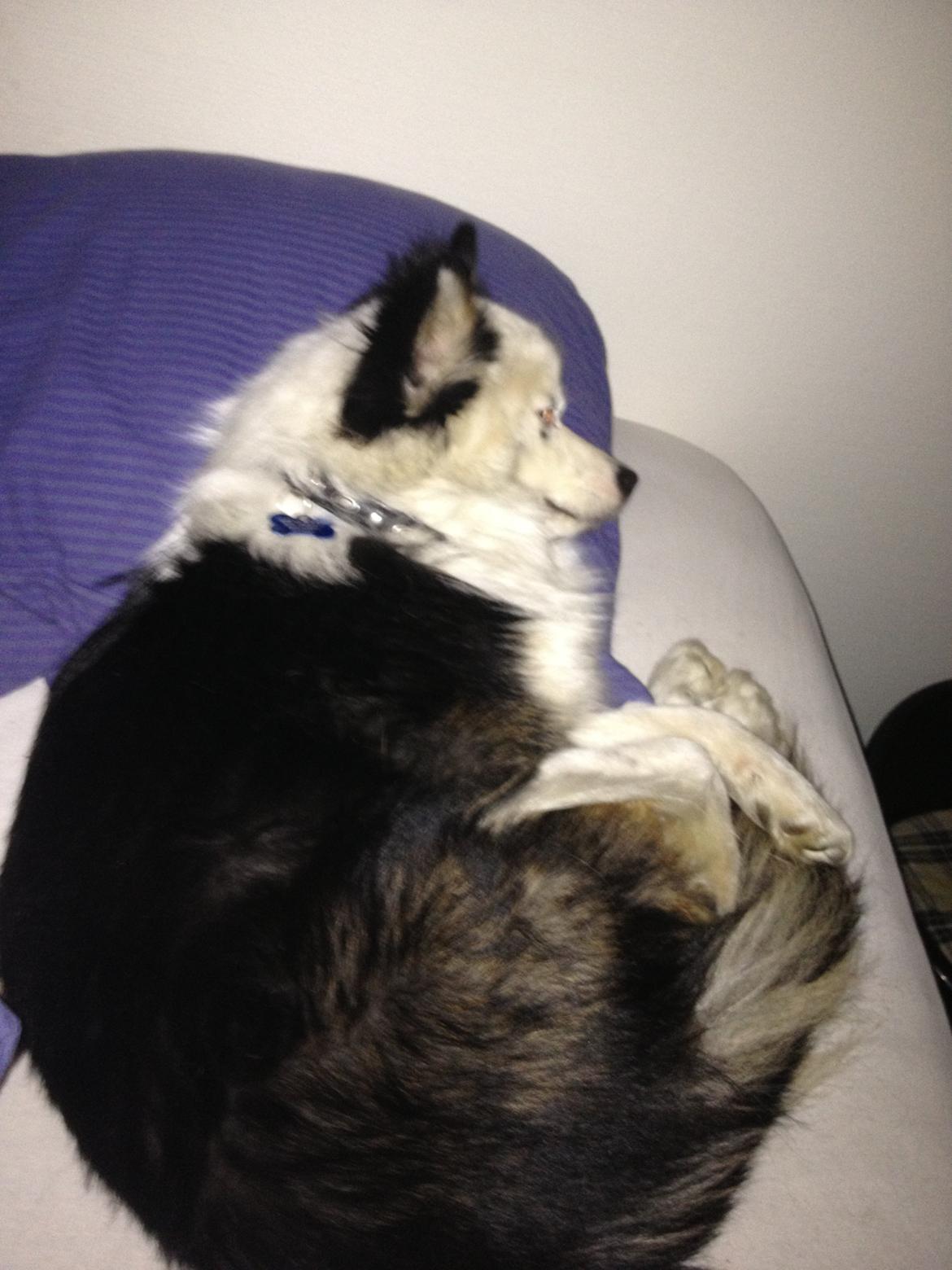 Islandsk fårehund Joey billede 20