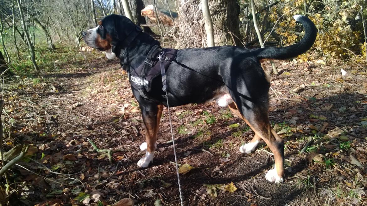 Grosser schweizer sennenhund Frodo Lucky Swiss - Frodo 2 år og 3 mdr. billede 8