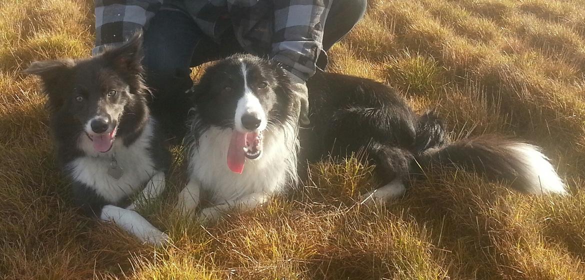 Border collie Kato billede 1