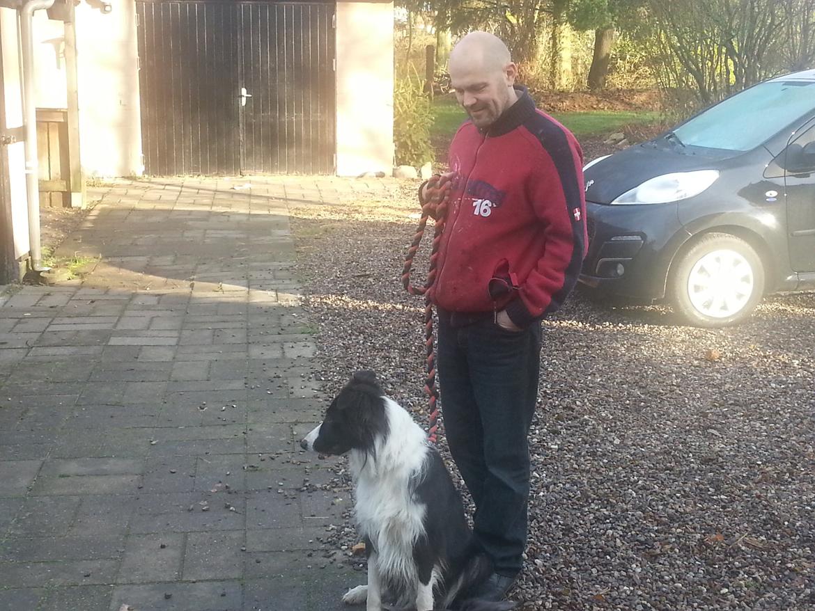 Border collie Kato billede 3