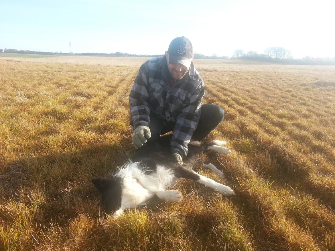 Border collie Kato billede 4