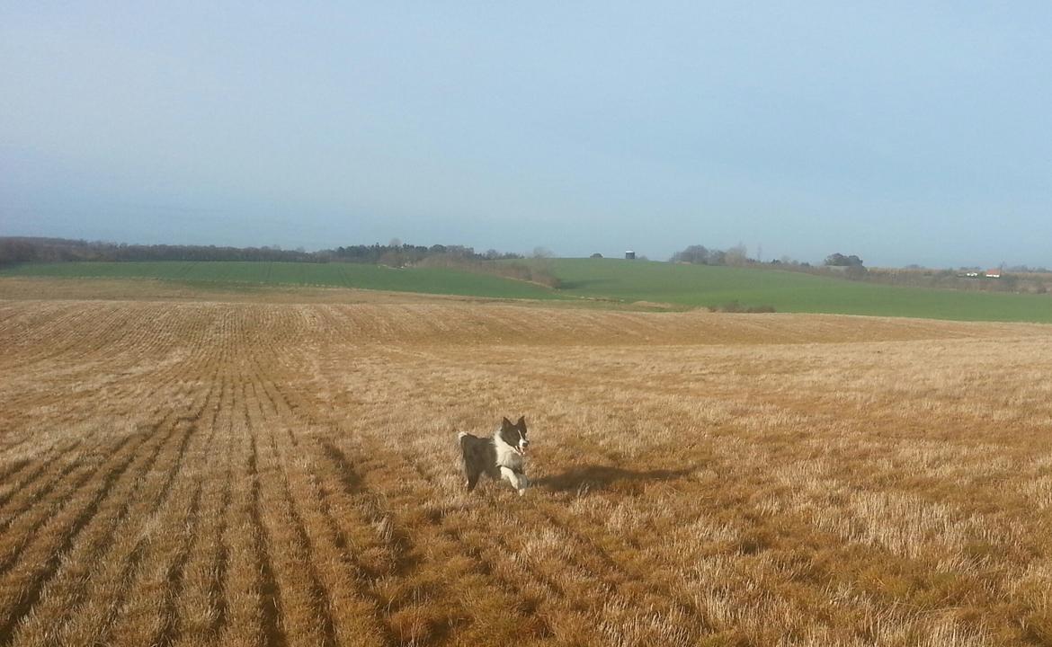 Border collie Kato billede 5