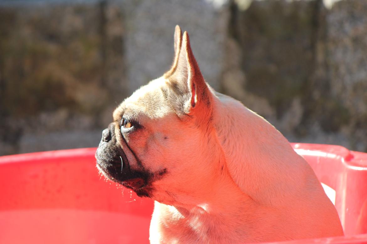 Fransk bulldog Greenhills-Bulldogs Dike Astraia billede 1