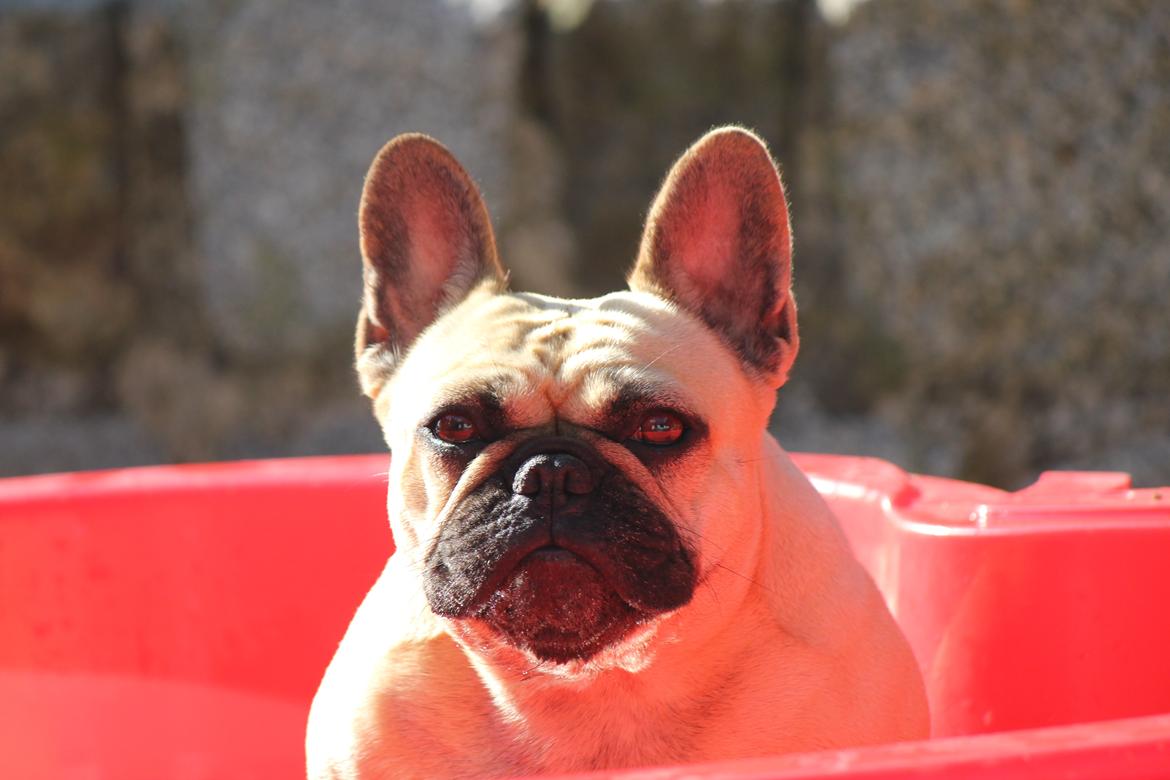 Fransk bulldog Greenhills-Bulldogs Dike Astraia billede 2