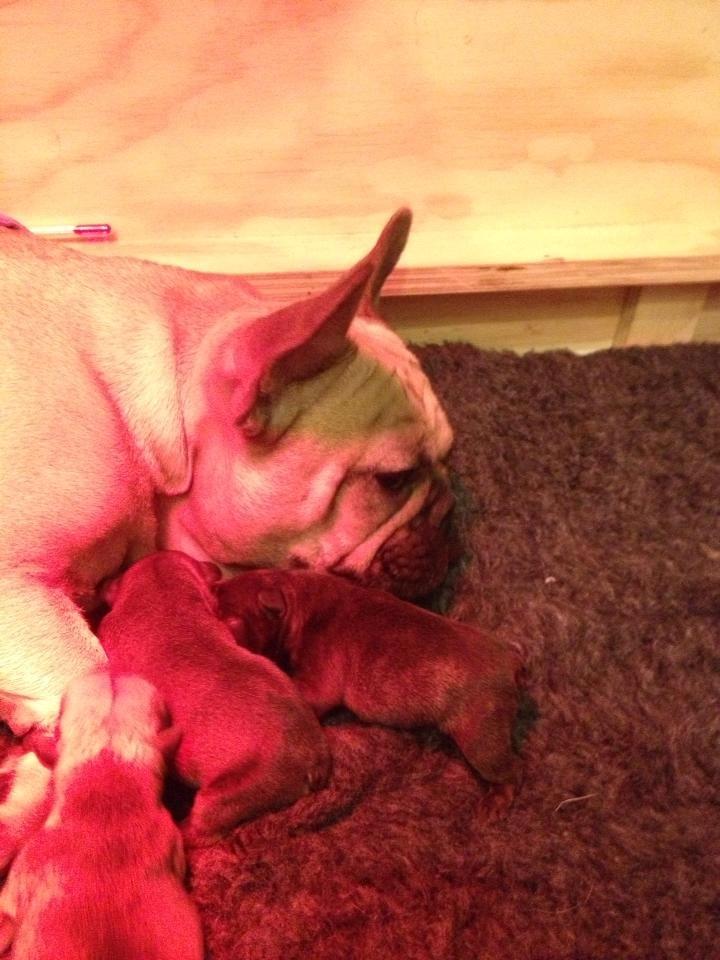 Fransk bulldog Greenhills-Bulldogs Dike Astraia billede 3