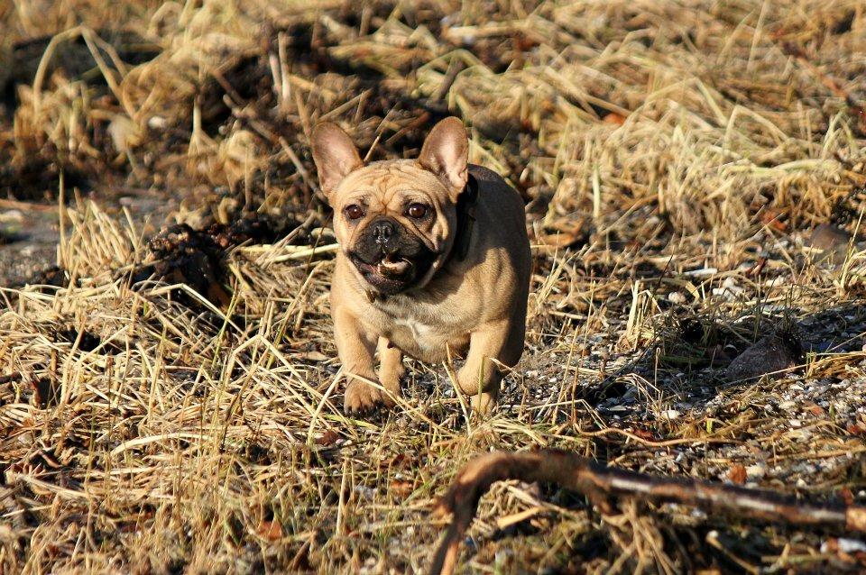 Fransk bulldog Greenhills-Bulldogs Dike Astraia billede 4