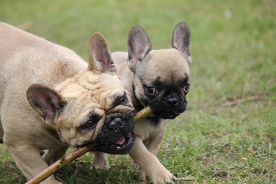 Fransk bulldog Greenhills-Bulldogs Dike Astraia billede 5