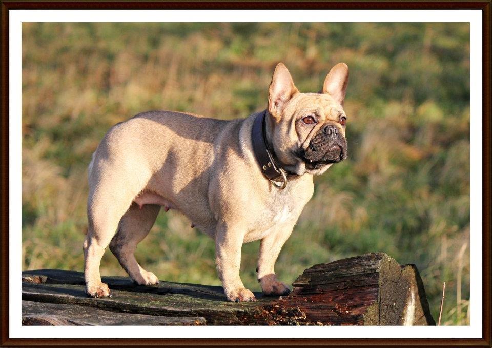 Fransk bulldog Greenhills-Bulldogs Dike Astraia billede 6