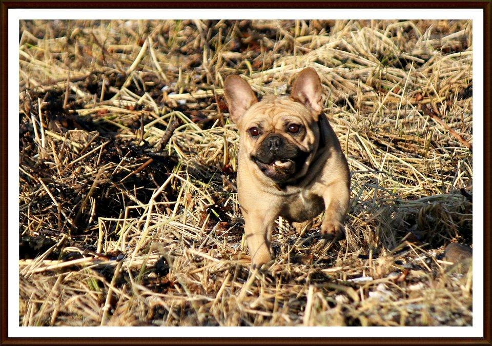 Fransk bulldog Greenhills-Bulldogs Dike Astraia billede 7