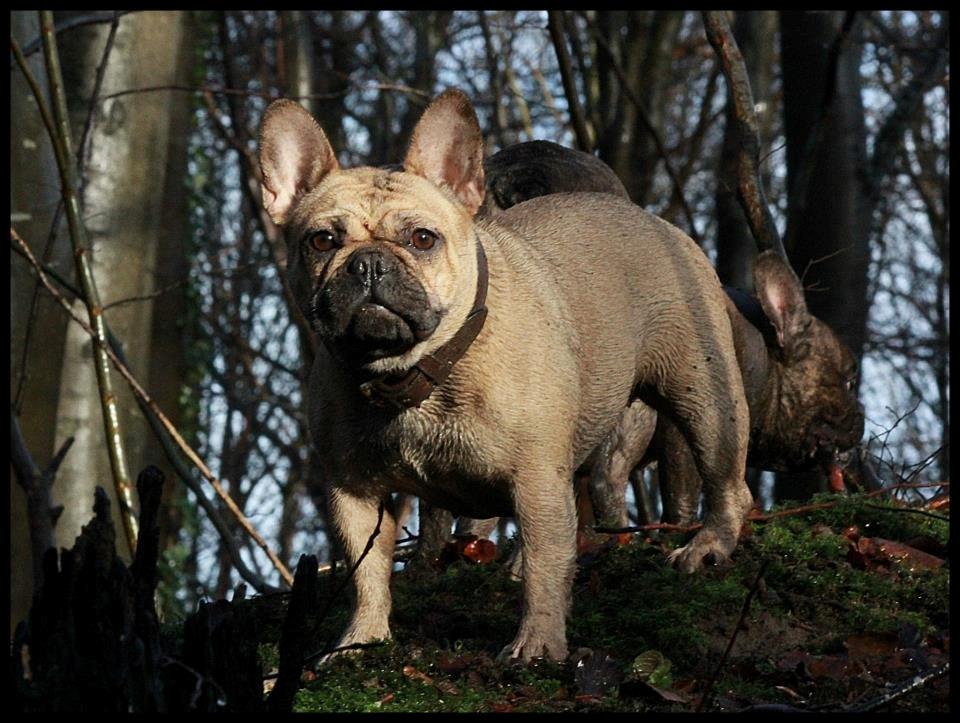 Fransk bulldog Greenhills-Bulldogs Dike Astraia billede 9