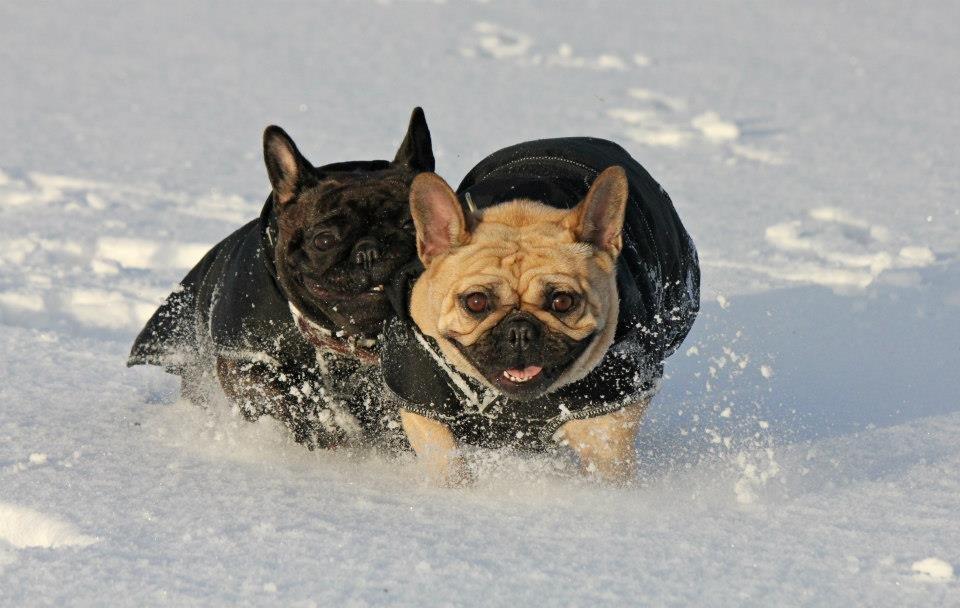 Fransk bulldog Greenhills-Bulldogs Dike Astraia billede 10