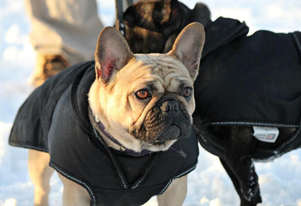 Fransk bulldog Greenhills-Bulldogs Dike Astraia billede 11