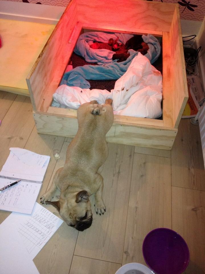 Fransk bulldog Greenhills-Bulldogs Dike Astraia - Enhver mor kan sætte sig ind i det her! ;))  billede 12