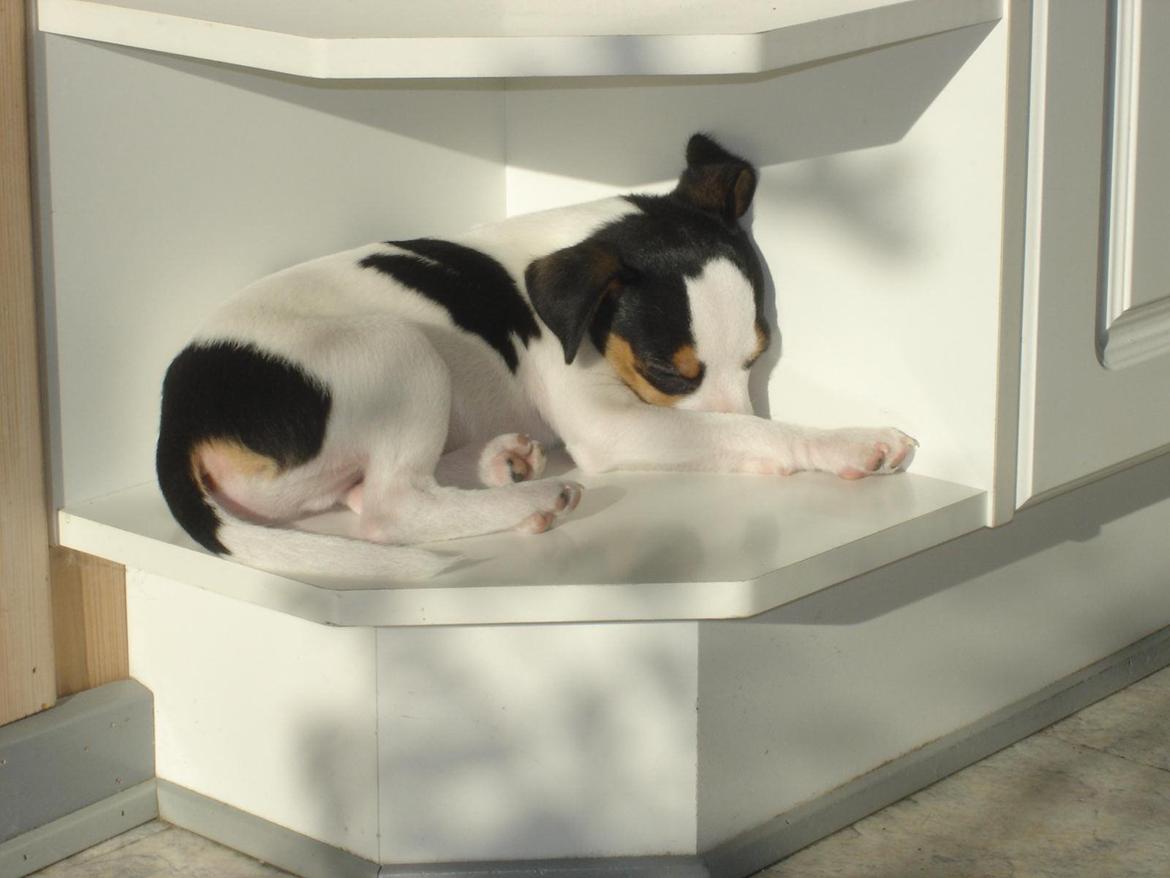 Dansk svensk gaardhund Milo Min Soulmate billede 47