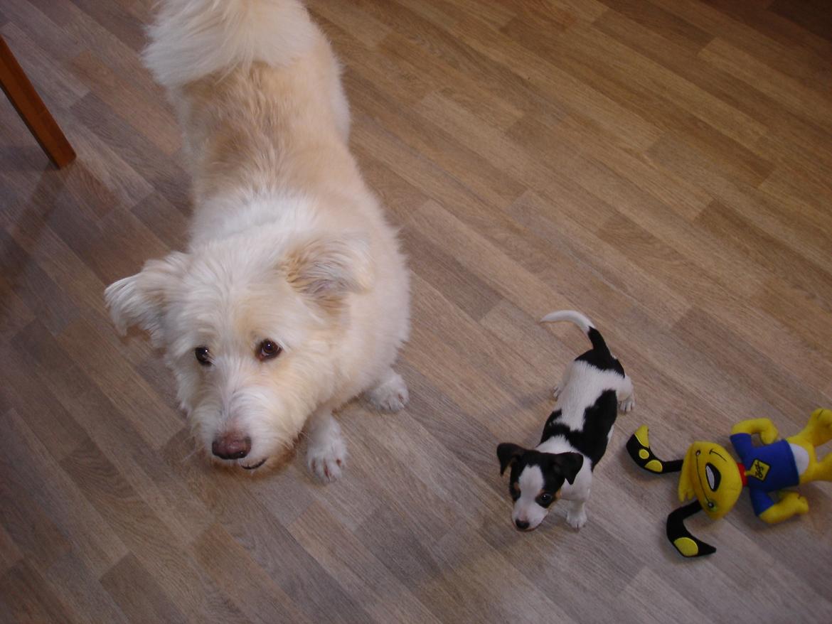 Dansk svensk gaardhund Milo Min Soulmate billede 44