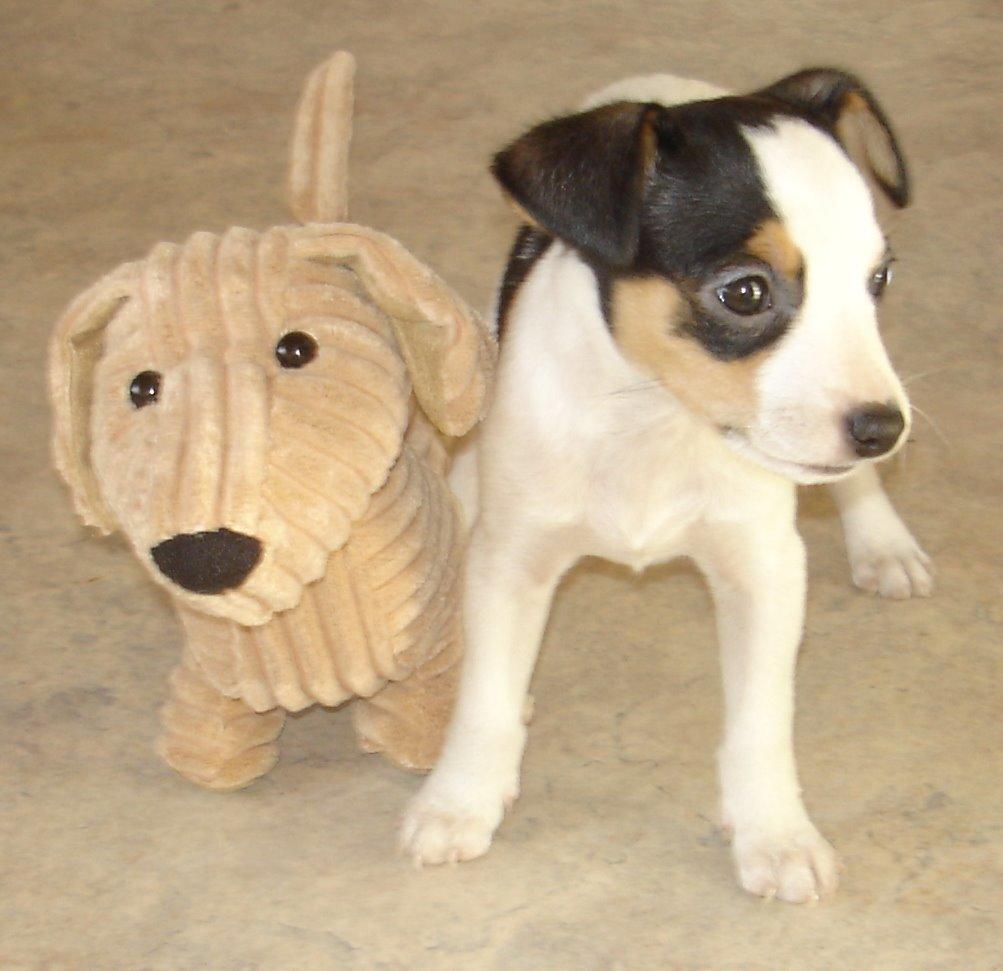 Dansk svensk gaardhund Milo Min Soulmate billede 45