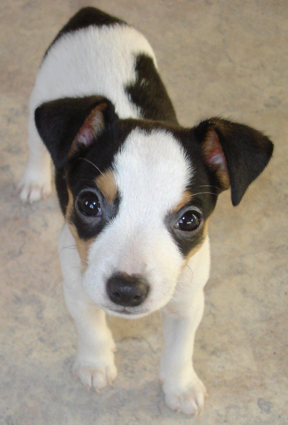 Dansk svensk gaardhund Milo Min Soulmate billede 48