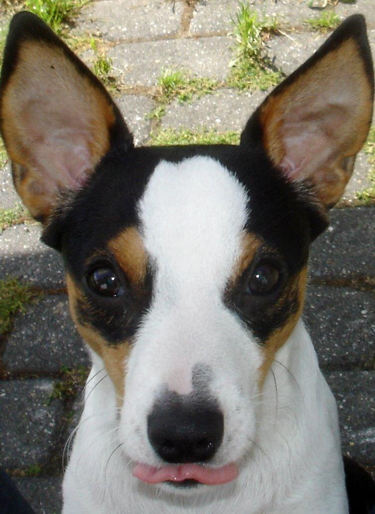 Dansk svensk gaardhund Milo Min Soulmate billede 36