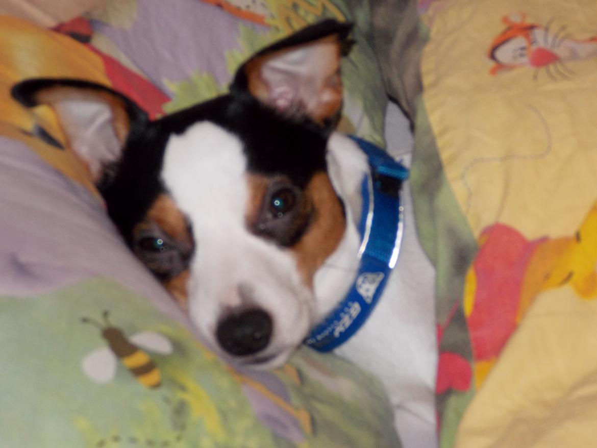 Dansk svensk gaardhund Milo Min Soulmate billede 34