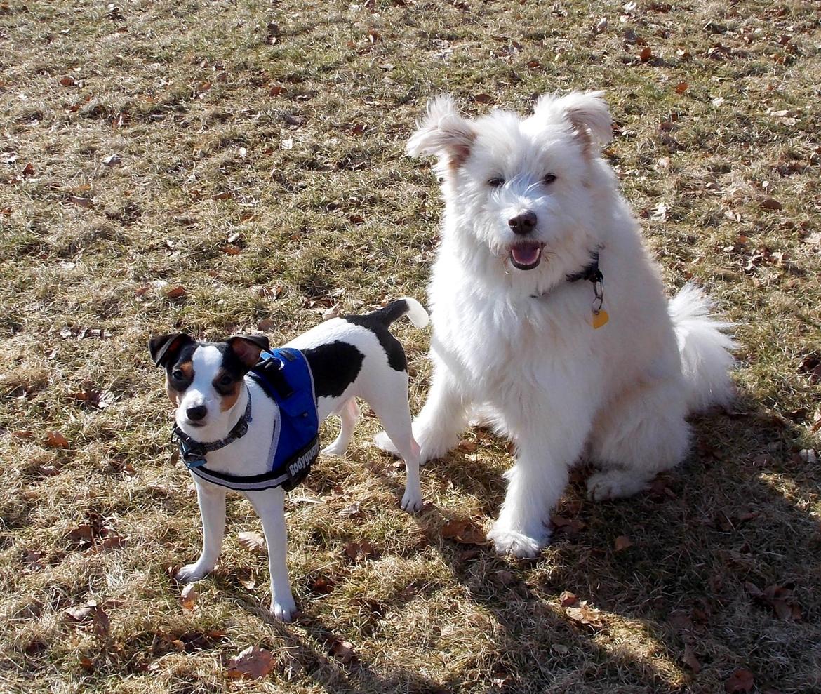 Dansk svensk gaardhund Milo Min Soulmate billede 31