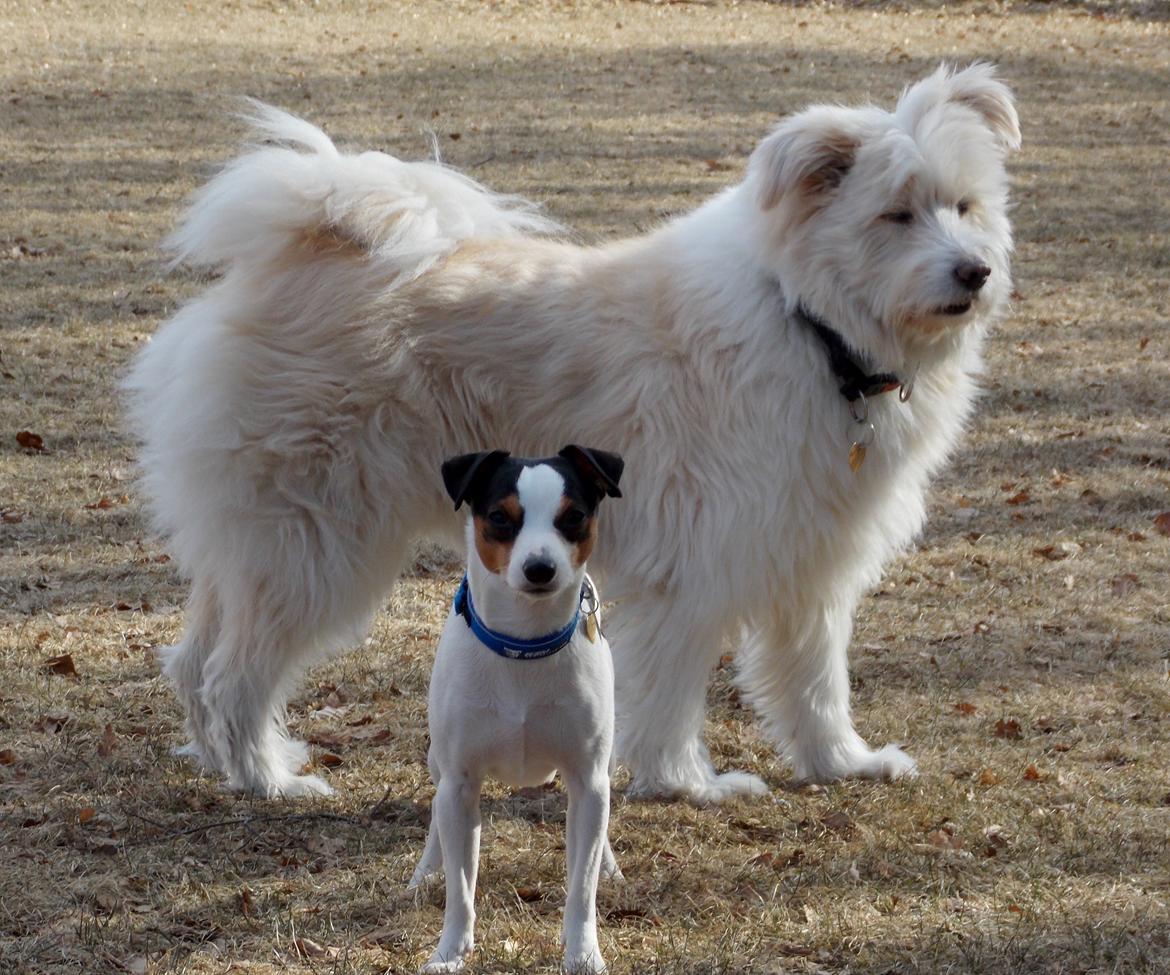 Dansk svensk gaardhund Milo Min Soulmate billede 38